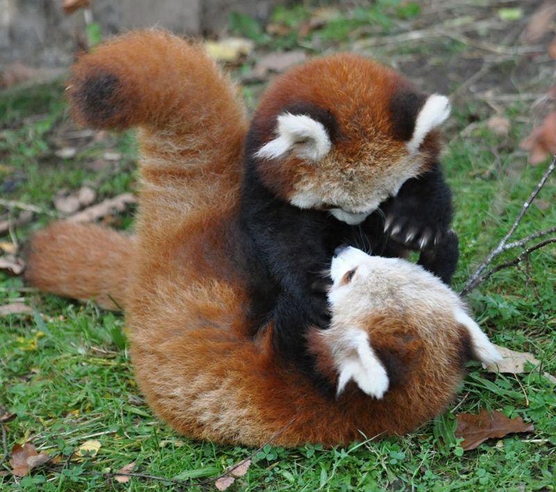 Endearing Playful Nature
