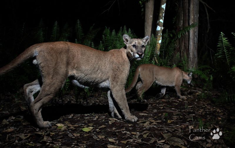 Panther's Role in Biodiversity