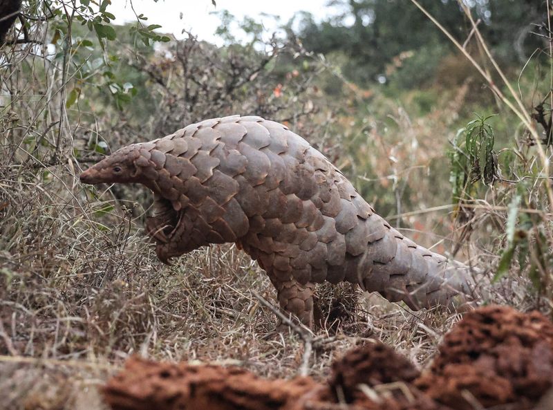 The Enigmatic Pangolin