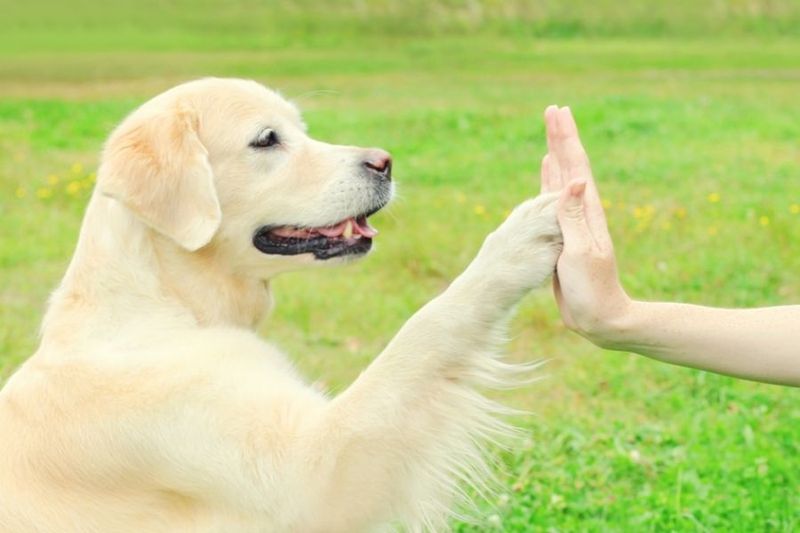 The High-Five