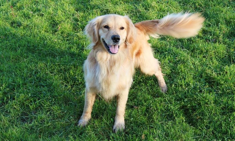 Warm Tail Wagging