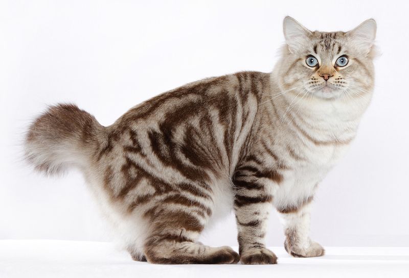 The American Bobtail