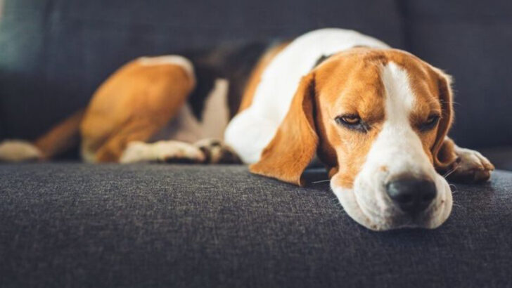 The First Signs of Cancer in Dogs—And When to Call the Vet