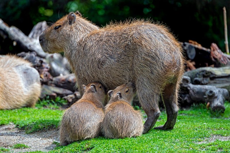 Capybara Parenting