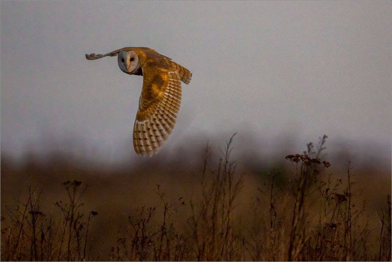 The Ghostly Owl