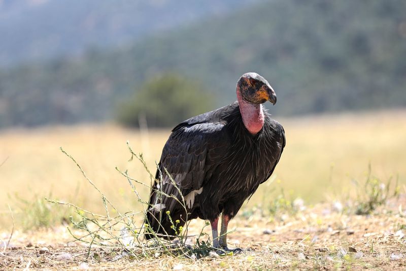 The California Condor