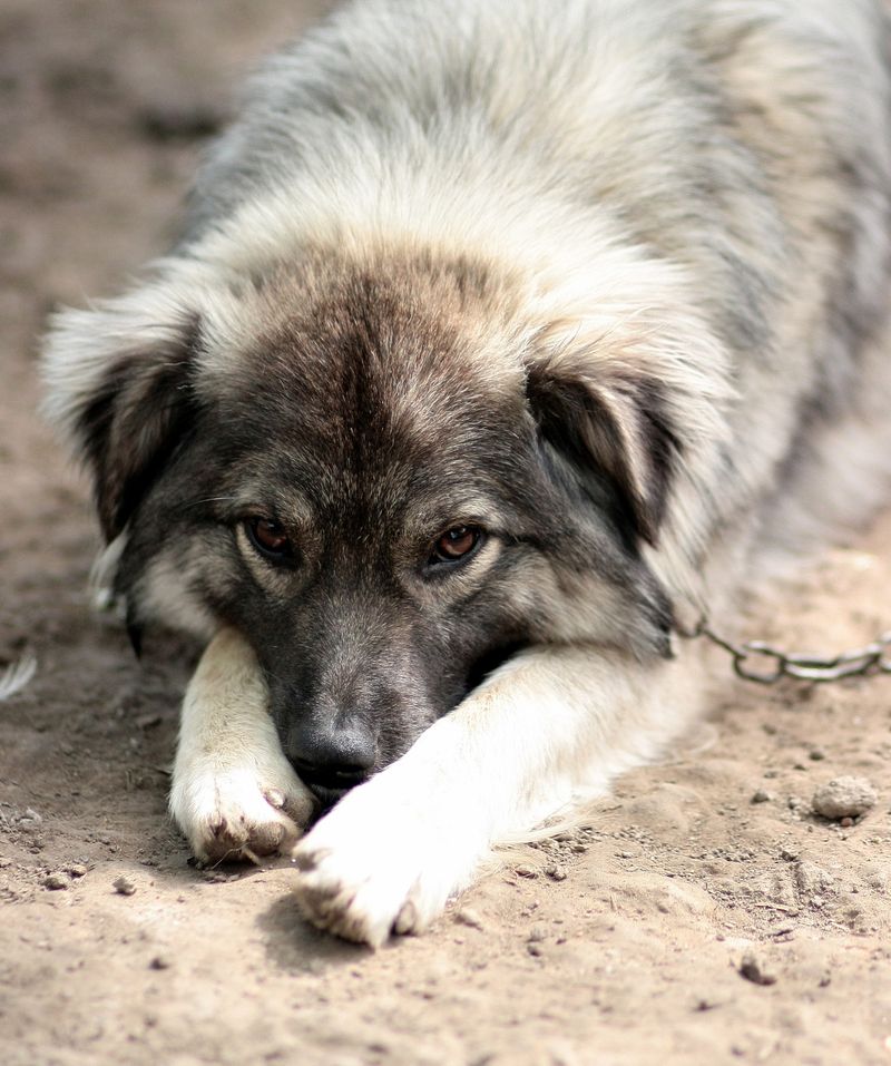 A Loyalty Beyond Compare