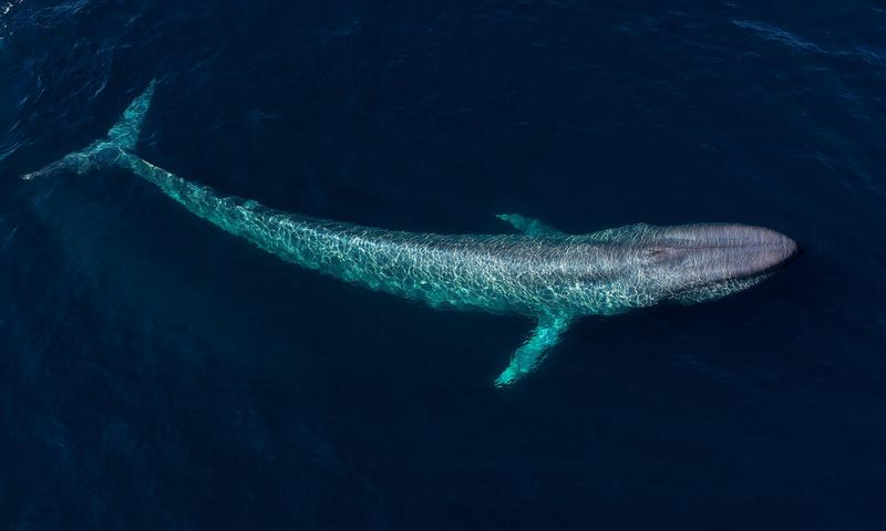 The Blue Whale