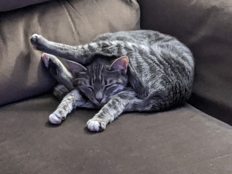 The Contortionist