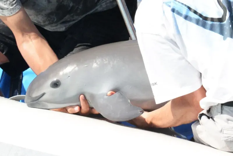 The Vaquita