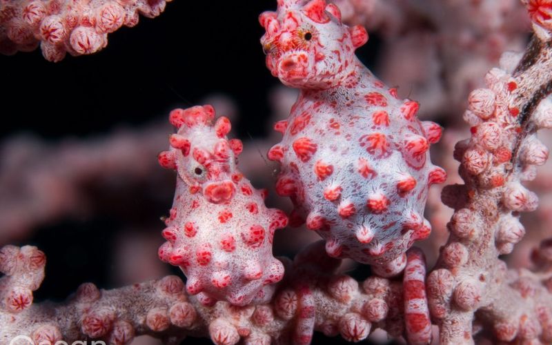 The Hidden Seahorse
