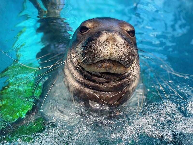 The Hawaiian Monk Seal