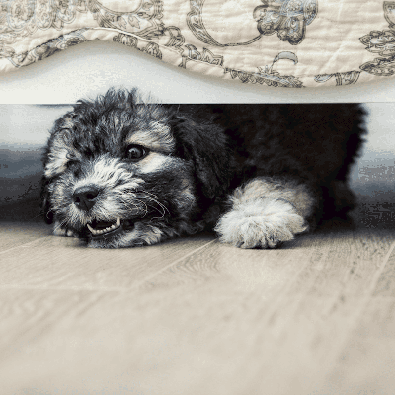 The Sneaky Crawl