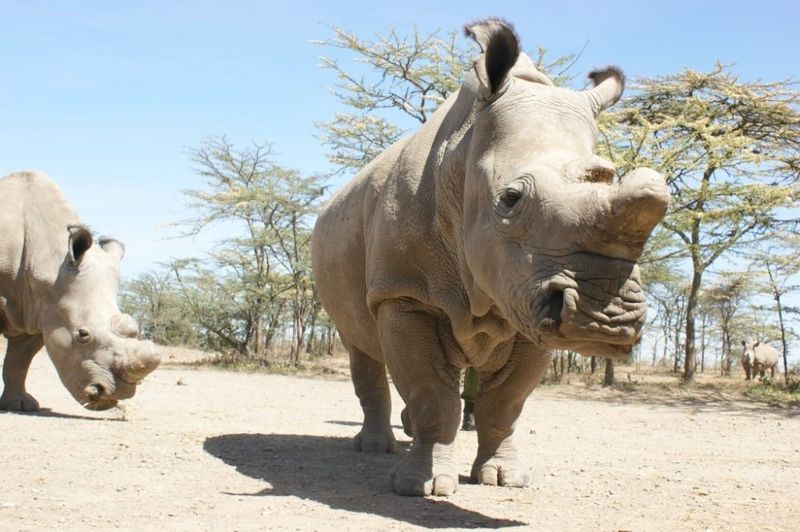 The Northern White Rhino