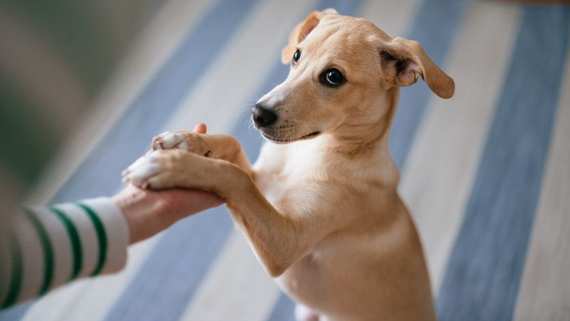 The Gentle Paw