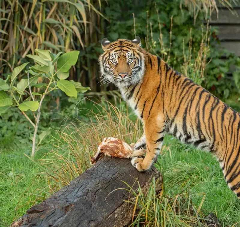 The Sumatran Tiger