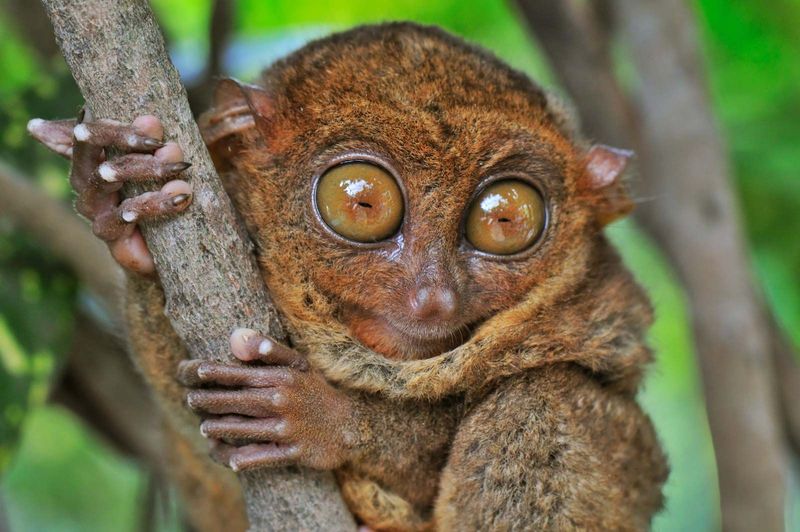 The Pygmy Tarsier: A Small Miracle