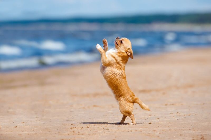 The Happy Dance