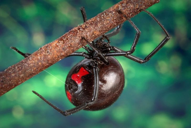 Venom's Potency Unveiled