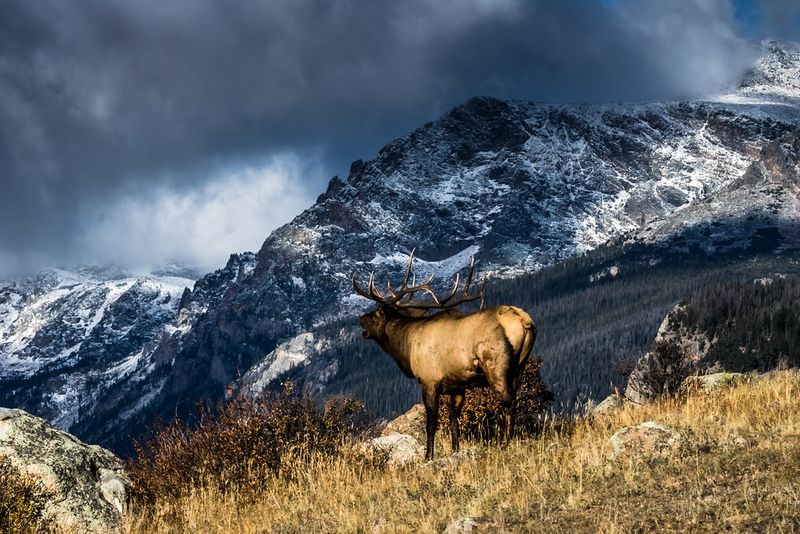 Elk at Dawn