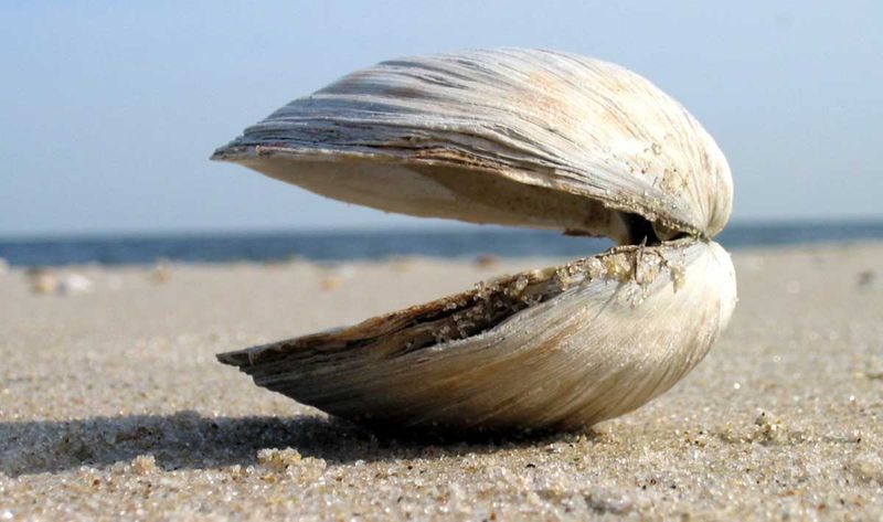 Ocean Quahog (“Ming”)