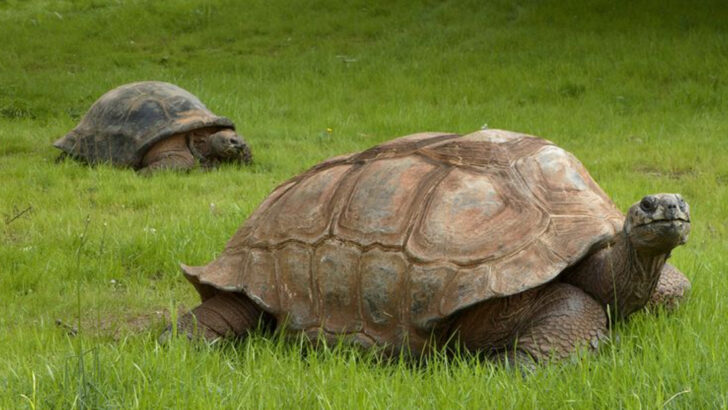 The Longest-Living Animals Ever Recorded—and What They’re Doing Now