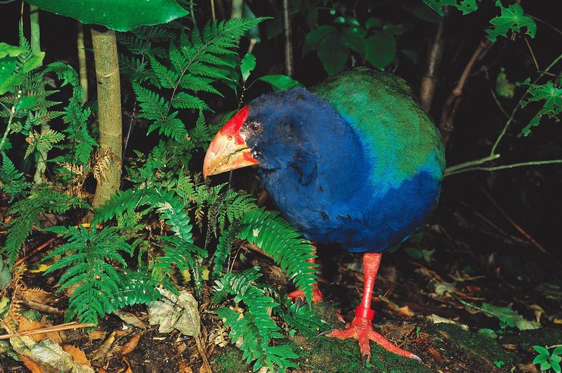 The Takahe: A Flightless Wonder