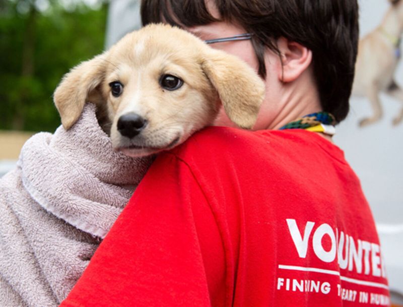 Therapeutic Touch for Nervous Animals