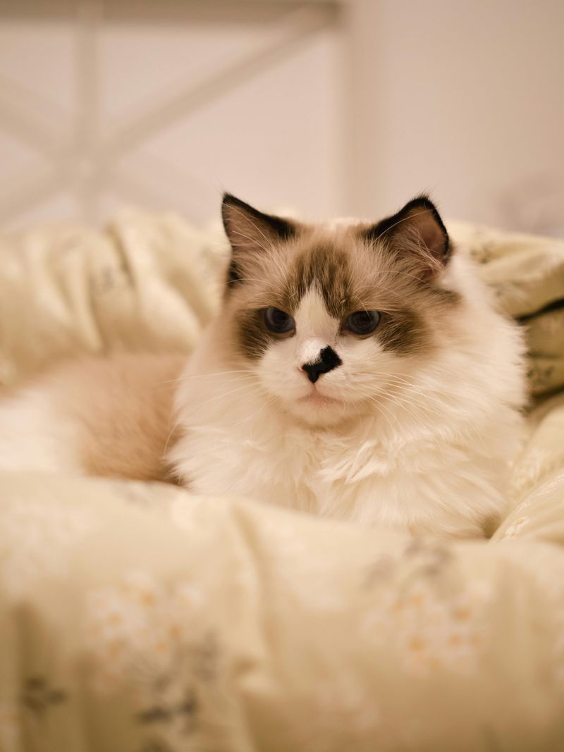 The Ragdoll