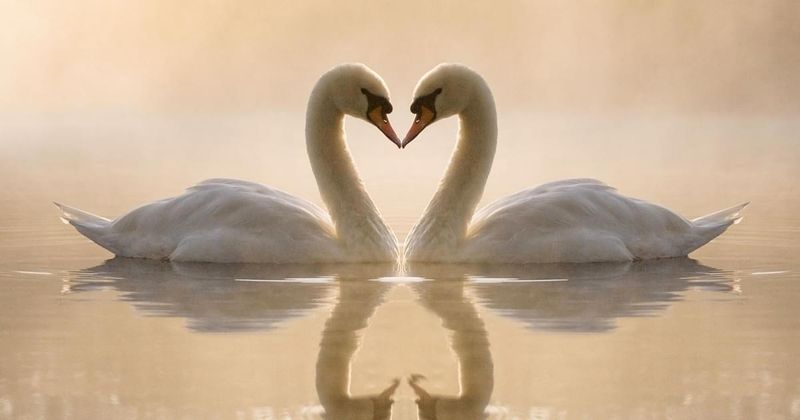 Swans' Unusual Sleep Habits