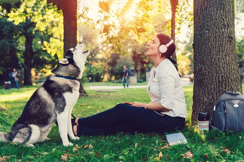 The Musical Howl