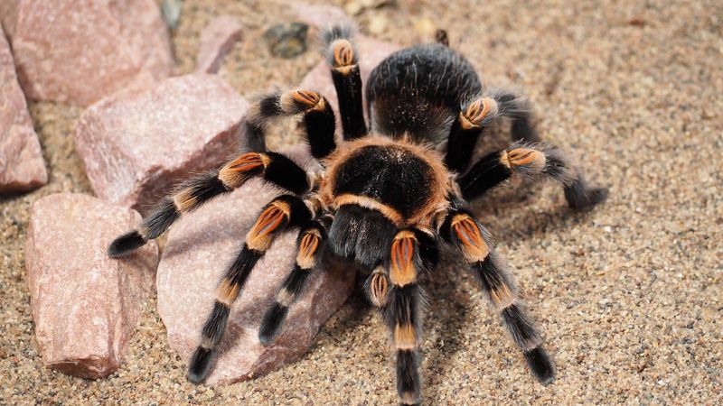 Choosing the Right Species for Beginners