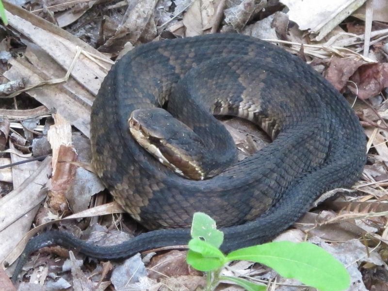 Alabama - Cottonmouth Snake