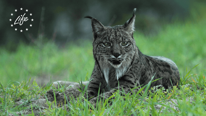 The Iberian Lynx