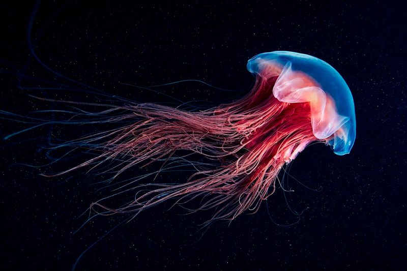 The Mysterious Jellyfish
