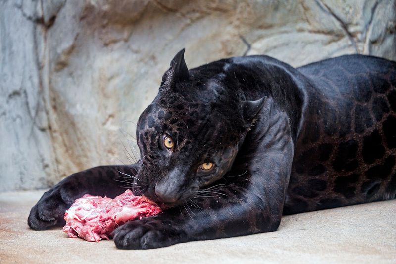 Panther's Unique Diet