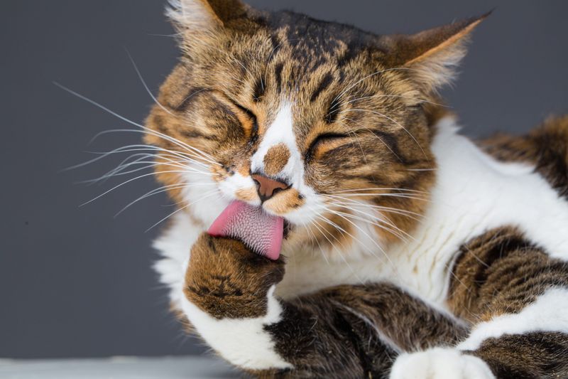 Grooming Guru