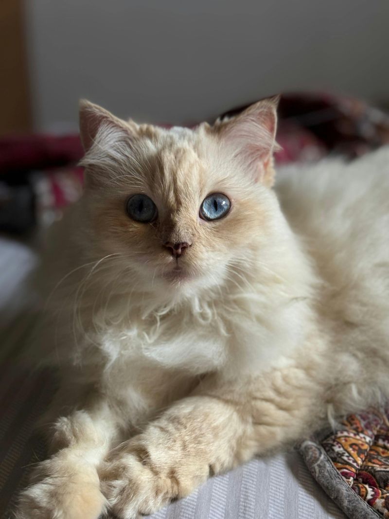The Himalayan