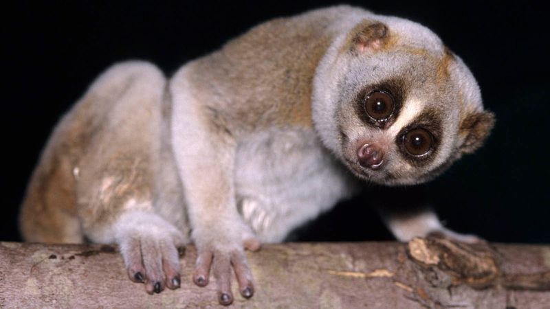 Slow Loris Venom