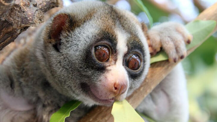 The Only Venomous Primate on Earth Looks Cute—But Can Leave You Paralyzed