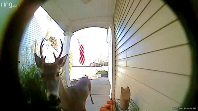 The Deer at Dawn