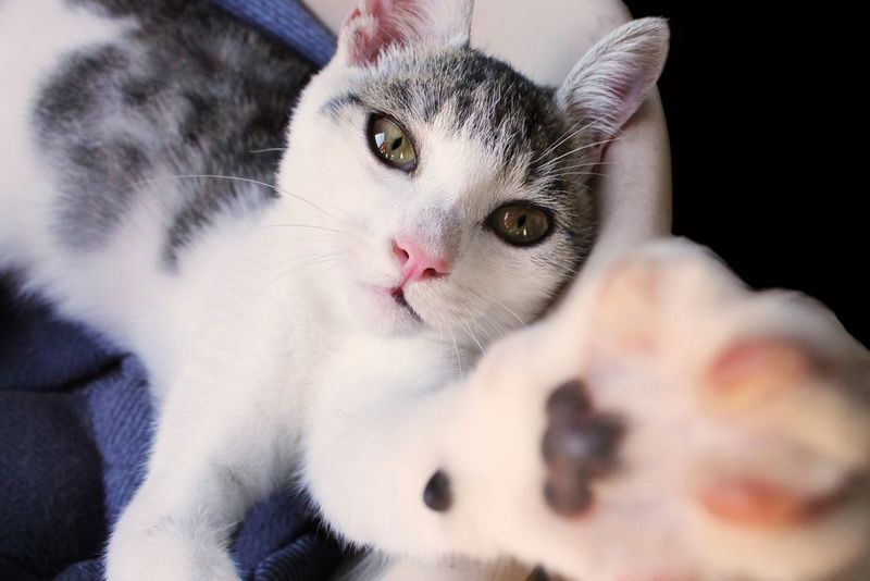 Paw Preference