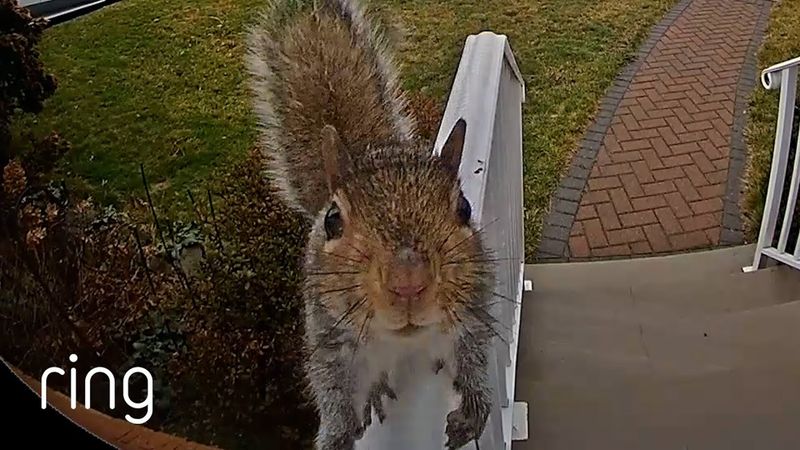 The Squirrel's Acrobatic Antics