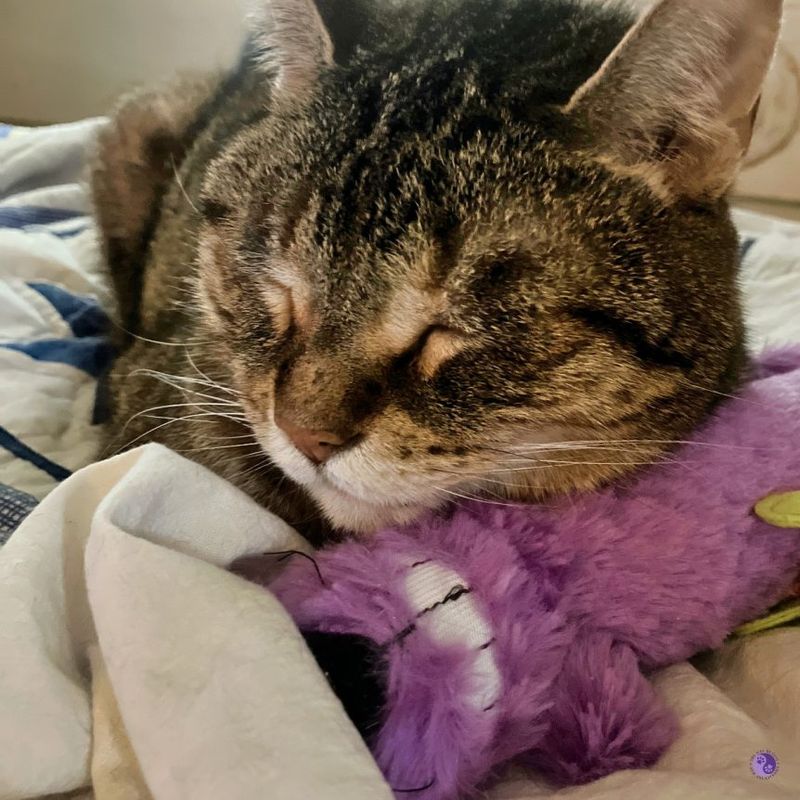 The Head Rest