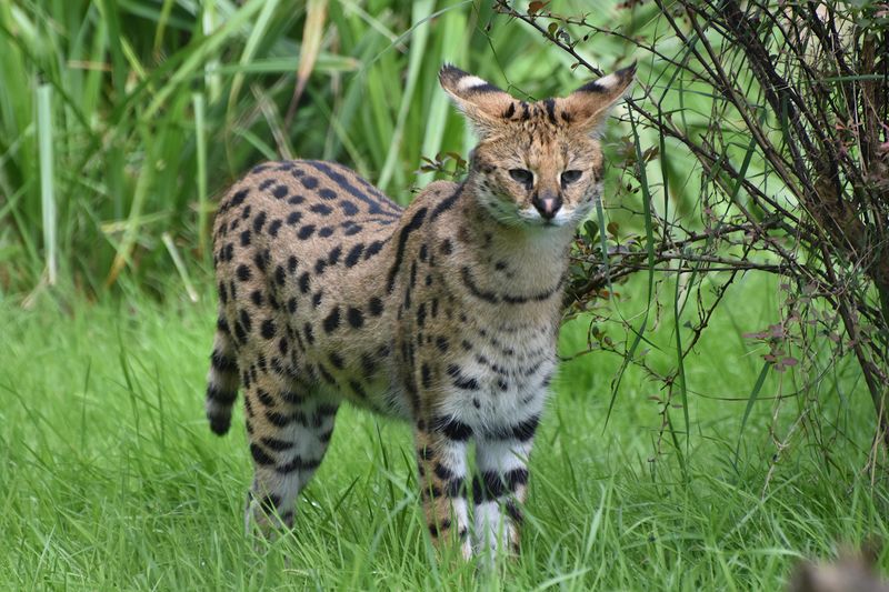 The Savannah