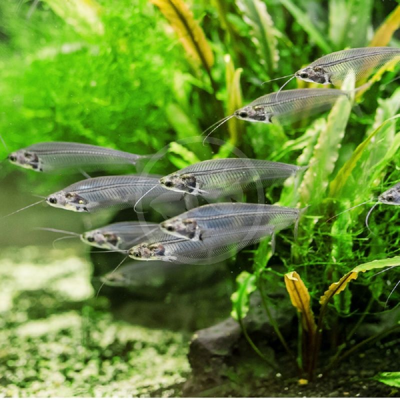 The Phantom Catfish