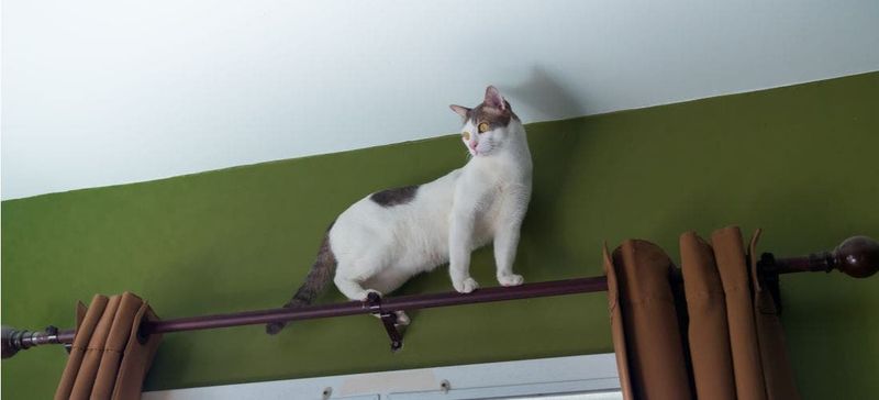 Curious Climber