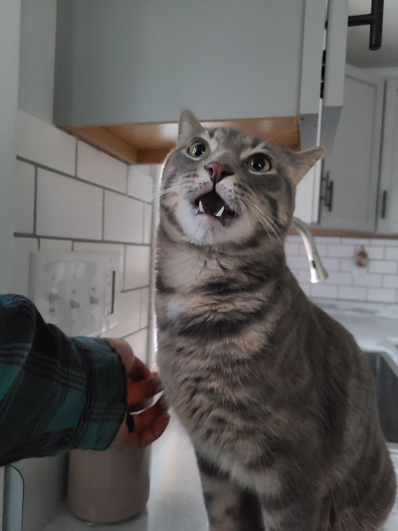 The Distinctive Cat Grin