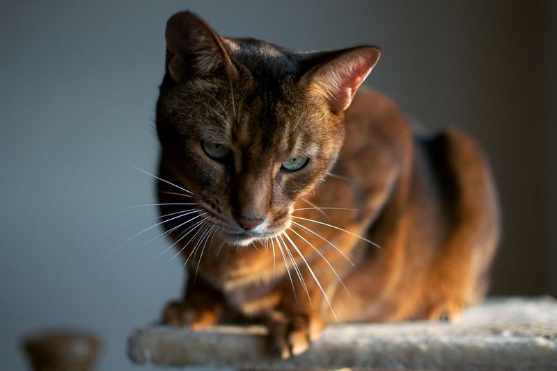 The Abyssinian