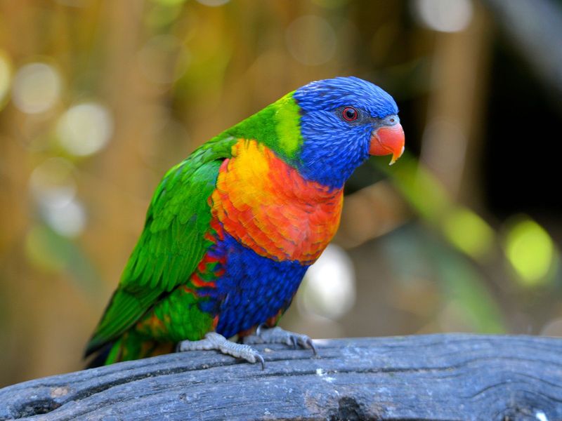 Colorful Plumage